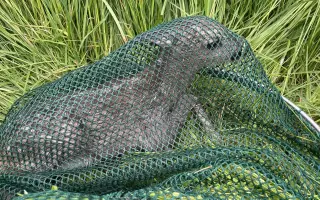 Stop utrpení srnčat – pomozte nám koupit dron s termovizí