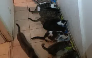 Krmení pro 300 kočiček na čtrnáct dní