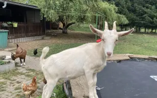 Pomozte nám naplnit jesle zachráněným ovcím a kozám z Farmy Kapsa