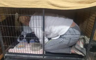 Nová karanténa pro kočičky ze Dvora Králové