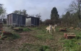 Trvalý domov pro Luckyho