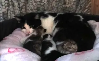 Sbírka na veterinární ošetření pro 30 koťat z Kralup a okolí.