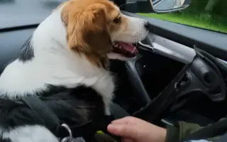 POMOC PRO FOXÍČKA - ZDRAVÝ DECH A PROTÉZA