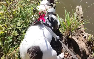 Zachráňte Marilyn bojující s rakovinou