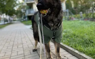 Léčba, která nekončí - Fůrie