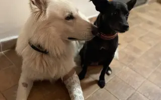 Pomozte Ullymu zase skákat přes kaluže! 🐾