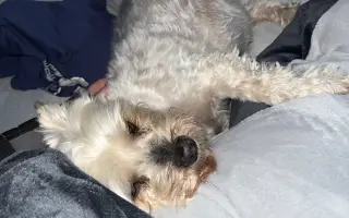 Pomozte prosím prodloužit život Maxovi