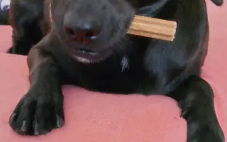 Sárinka bojuje o život se zákeřnou nemocí, prosím o pomoc🙏🐶❤️