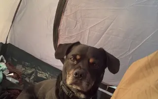 Pomozme Bobíkovi zase divočit