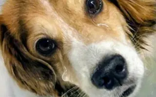 POMOC PRO FOXÍČKA, ASPENA A TAFFY-JACKA