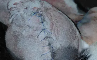 Kočičí princezna Mína