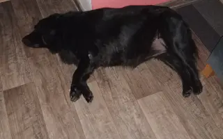Pomohli jste Roxie znovu chodit
