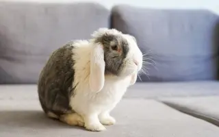 Pomozte Rangerovi žít znovu bez bolesti