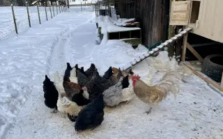 Pomozte❤️ Srdce pro zvířata - naděje pro opuštěné