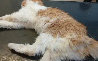 ❣️FUNGOVÁNÍ LIGY NA OCHRANU ZVÍŘAT - VETERINÁRNÍ PÉČE PRO KOČKY V NOUZI⚕️👩‍⚕️