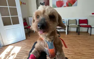 Voříškov prosí o pomoc pro psí útulkáče, poničku Babuňu, kočky a další zvířátka