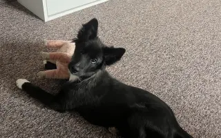 Pomoc pro malinkou Meggie