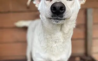 Veterinární péče pro psy v útulku - podzim 2026