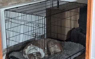 Pomozte zachráněné slečně Daisy znovu běhat