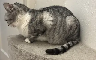 Daisy bojuje o život. Pomozme jí znovu dýchat
