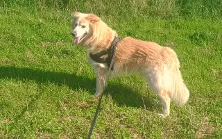 FOXY čekal 10 let na domov. Konečně ho našel. Teď bojuje o život.