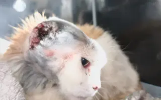 Kočička bez oušek, ale s velkým srdcem