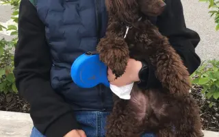 Elektrický pohon k vozíku pro Evu s DMO