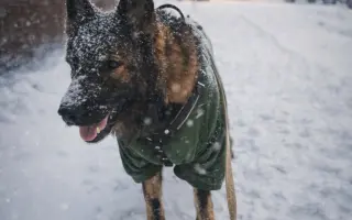 Pomoc Furině v boji s lupusem (SLE)