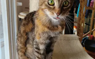 Pomoc s úhradou veterinárních nákladů 🙏