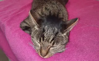 Léčba čtyřnohé kamarádky mého syna