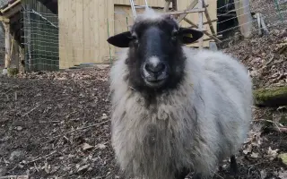 Ovčín pro zachráněné ovce a kozy v Motýlím království