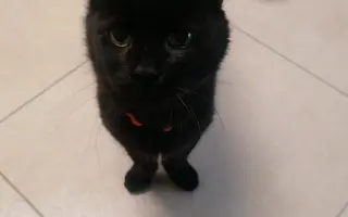 Pomoc Panu Černá Fazole překonat FIP