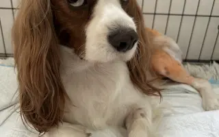 Akutní operace kyčle pro Charlieho: pomozte mu opět běhat bez bolesti