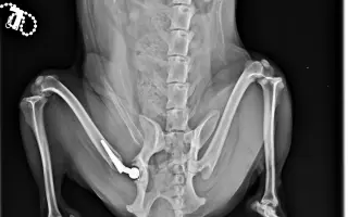 Akutní operace kyčle pro Charlieho: pomozte mu opět běhat bez bolesti