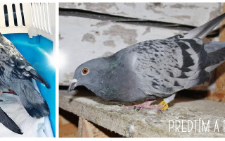 Záchranná voliéra pro hendikepované městské holuby
