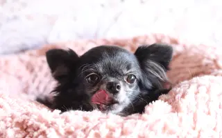 Bude zvířecí útulek Destiny Pet naplno fungovat i v roce 2026?