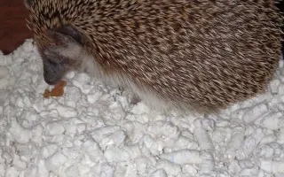 Pomohli jste Maestrovi