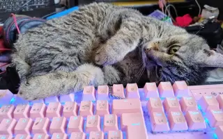 Lívanec a Dobrota potřebují léky