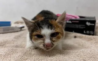 Pomozte nám zachránit 14 koček v ohrožení života!