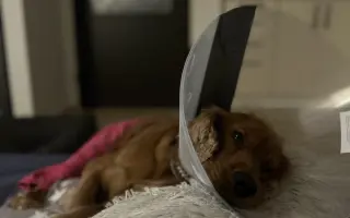 Operace kolena pro Simbu