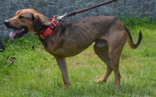 Pomozme s veterinárními náklady opuštěným zvířatům