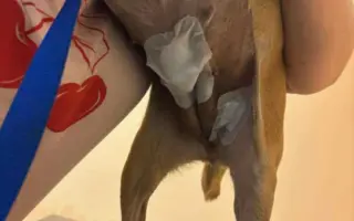 Operace a péče pro Cookie a Lilly