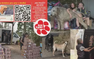 Okamžitá pomoc zaplaveným útulkům s krmivem pro pejsky a kočičky!