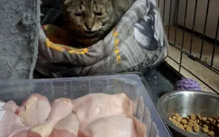 Lepší život pro kočky na Berounsku
