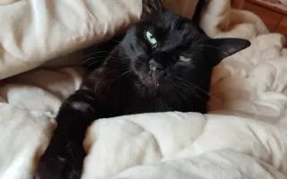 Cipísek, kocouří chlapeček