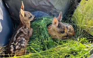 Zachraň s námi srnčátka a ostatní mláďata volně žijící zvěře před sekačkami