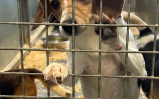 Pomozte bíglům z laboratoří začít žít