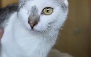 Staňte se nadějí pro kočičky bez domova