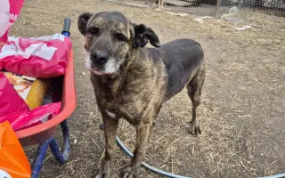 Vánoční sbírka: 100 plných misek pro rumunské pejsky