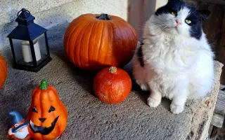 Pomozte prosím Oskarkovi porazit smrtelnou nemoc FIP